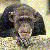 1596.gif